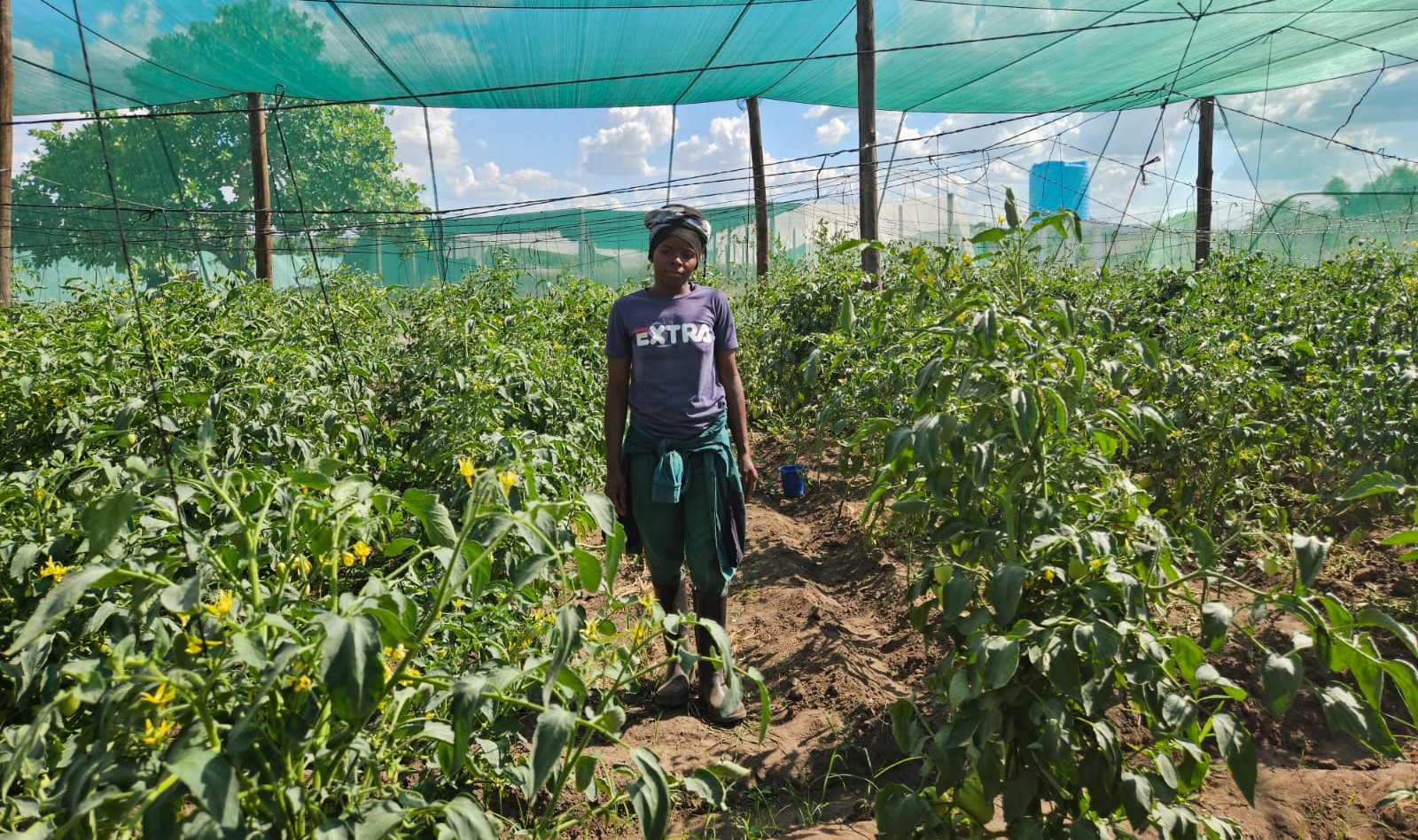 Produção Agrícola no Distrito de Rapale, Província de Nampula: Projecto SUSTENTA melhora a vida dos beneficiários