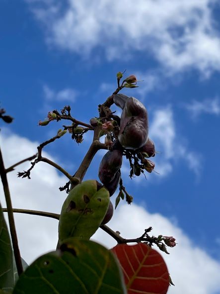 Cajueiro a florir Sangarrote 1