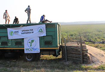 reserva especial de maputo recebe bufalos 1