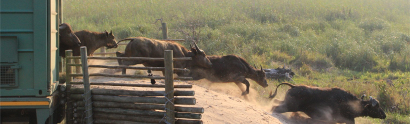 reserva especial de maputo recebe bufalos